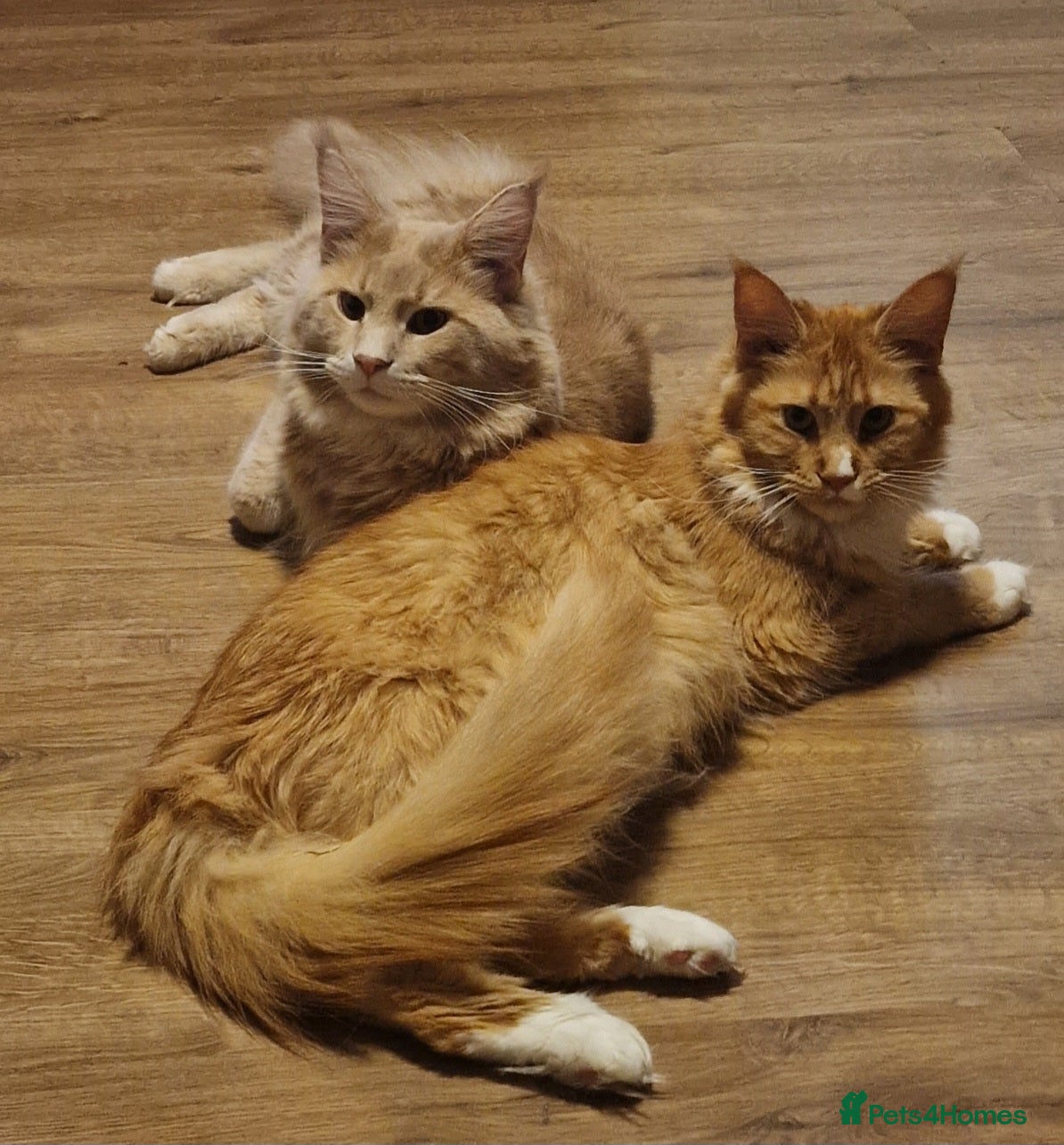 Maine Coon cats ✨ Two Beautiful Retired Pedigree Maine Coons ✨  - Advert 16