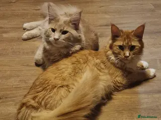 Maine Coon cats ✨ Two Beautiful Retired Pedigree Maine Coons ✨ - Advert 13