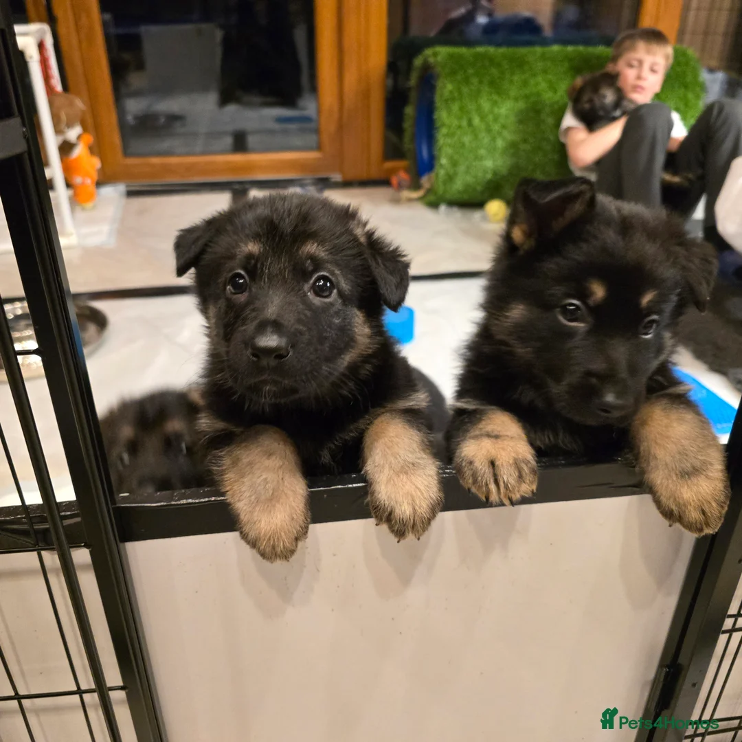 German Shepherd dogs for sale: Outstanding German Shepherd Puppies - Advert 9