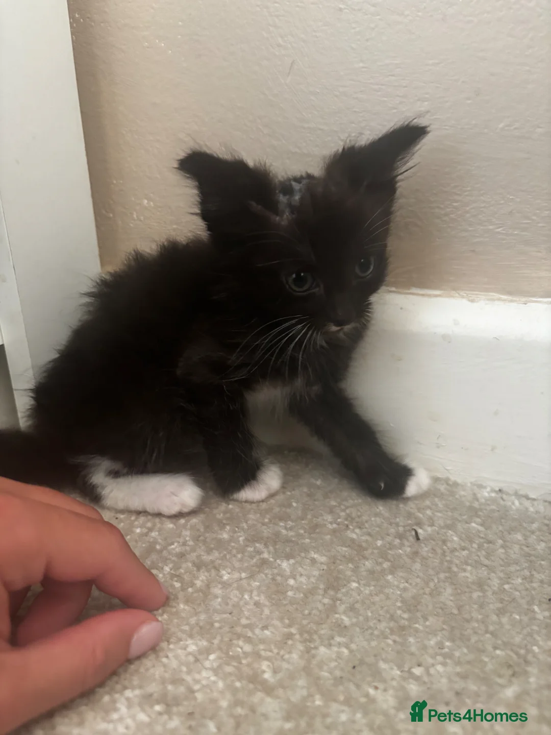Russian Blue cats for sale: Russian blue X kittens - Advert 3