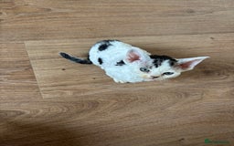 Devon Rex cats for sale: Quintelin Devon Rex - Image 5