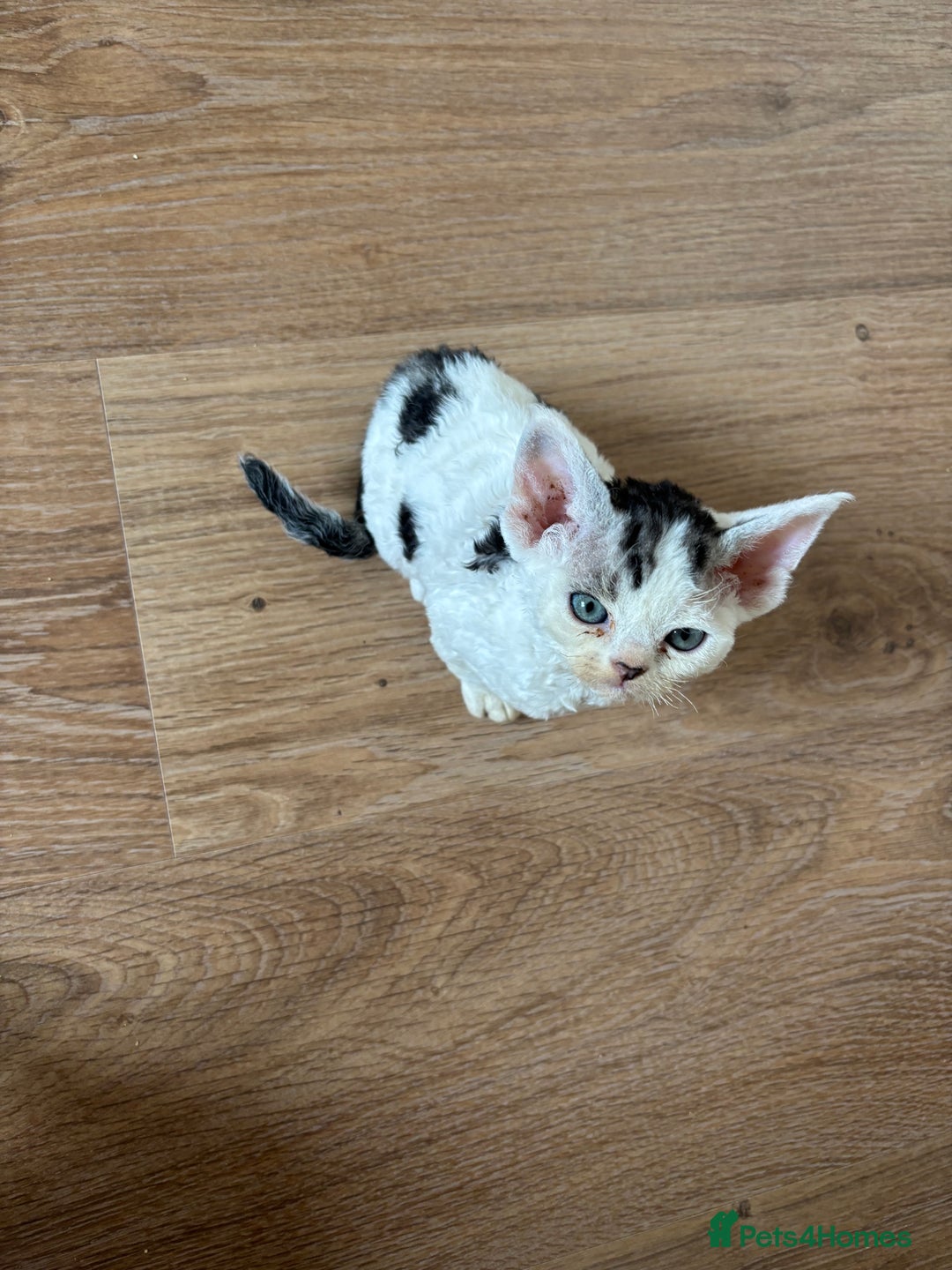 Devon Rex cats for sale: Quintelin Devon Rex - Image 5