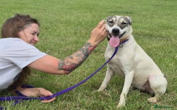 Mixed Breed dogs for adoption: Lotty (2) Norwich Norfolk  - Image 16