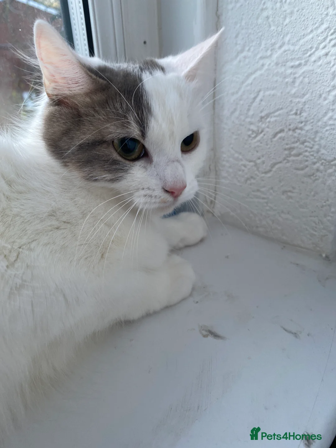 Mixed Breed cats for sale: 2 beautiful female cats bonded must stay together  - Advert 2