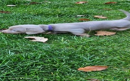Miniature Dachshund dogs for sale: Silver and Tan Miniature Dachshunds  - Image 8