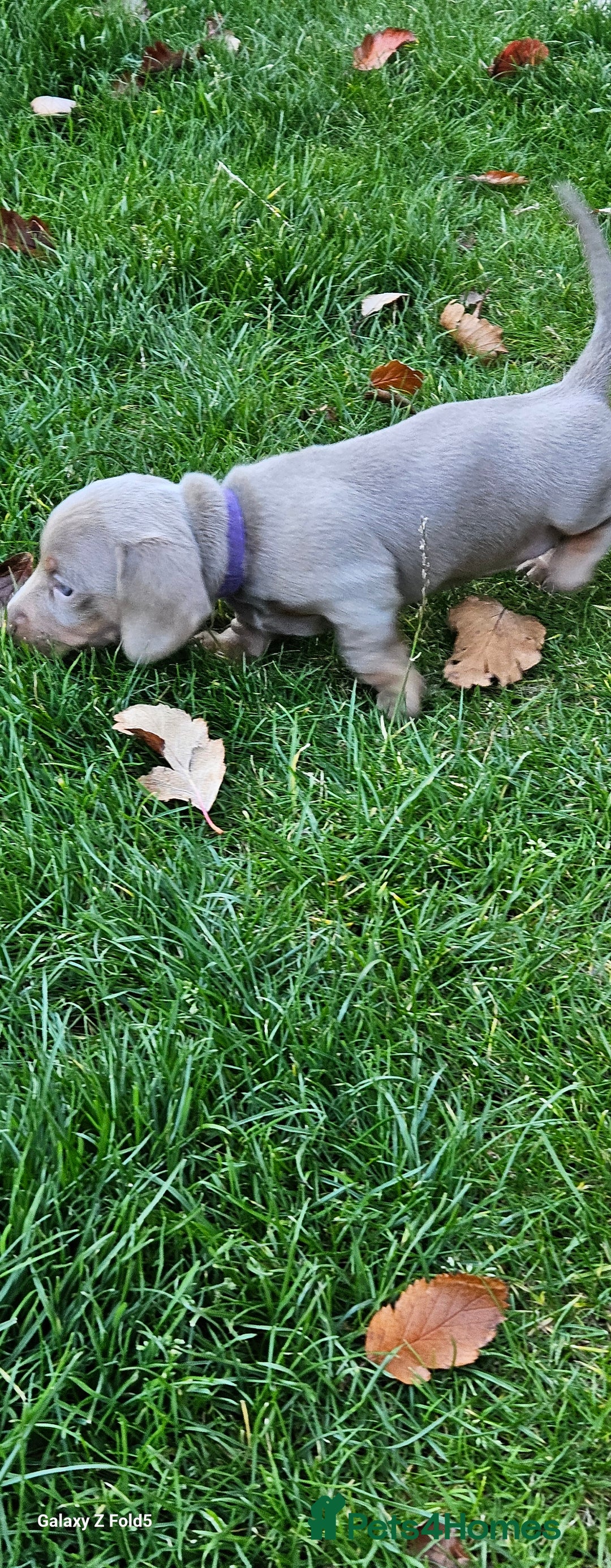 Miniature Dachshund dogs for sale: Silver and Tan Miniature Dachshunds  - Image 8