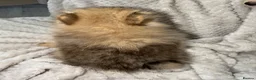 Pomeranian dogs for sale: Pomeranian Puppies  - Advert 7