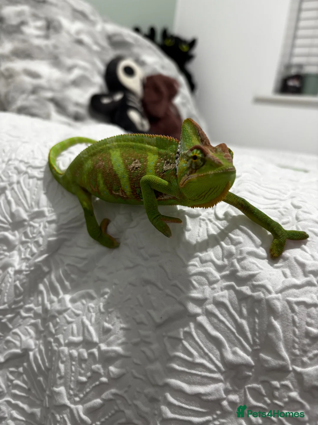 Chameleon reptiles for sale: Male Yemen Chameleon  in Manchester - Advert 5