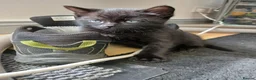Mixed Breed cats for sale: 6 cute kittens for sale - Advert 23