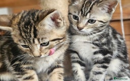 Bengal cats for sale: Adorable Half Bengal Kittens - Image 8