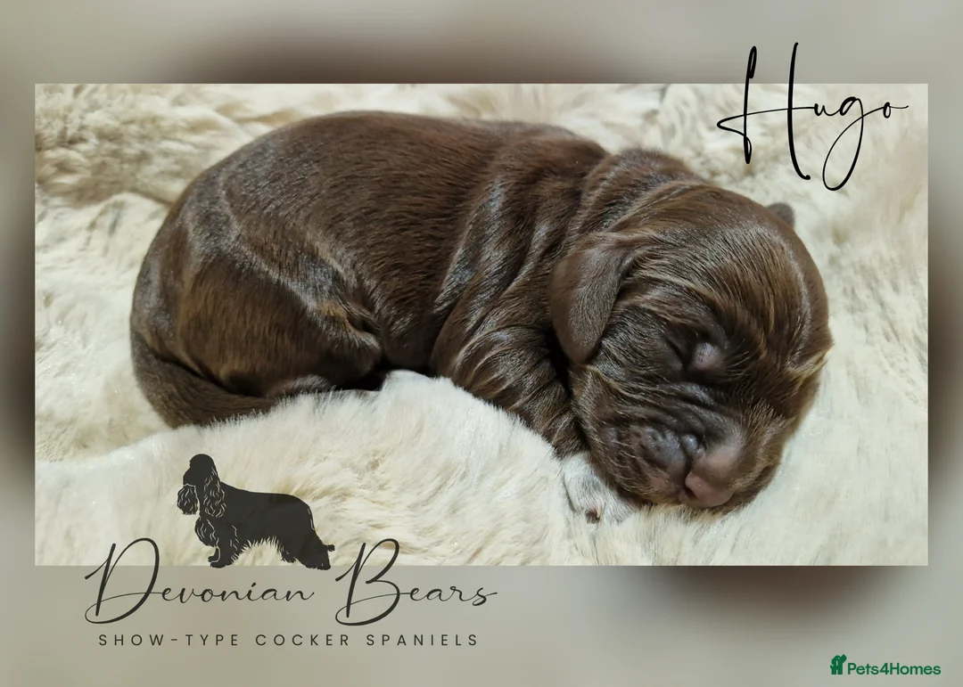 Cocker Spaniel dogs for sale: FULLY Health tested English Cocker Spaniel puppies - Advert 25