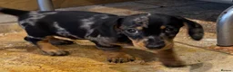 Miniature Dachshund dogs for sale: Miniature Smooth Dachshund puppies  - Advert 10