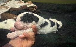 Bernedoodle dogs for sale: Bernedoodle F1B puppies - Image 23