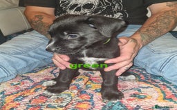 Mixed Breed dogs for sale: 1 dalmatian shepherd left - Image 3