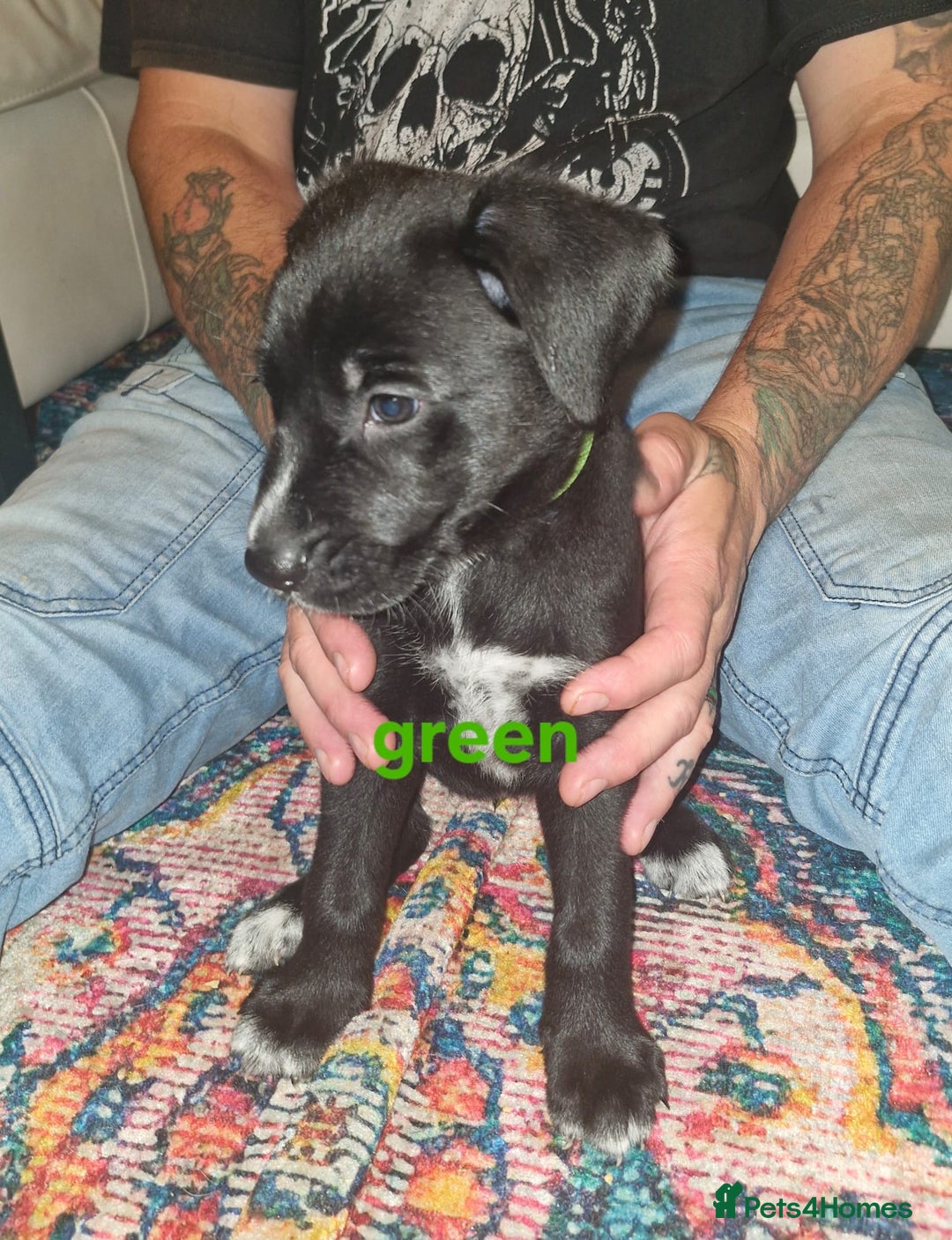 Mixed Breed dogs for sale: 1 dalmatian shepherd left - Image 3