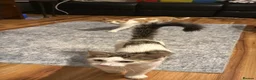 Mixed Breed cats for sale: Kittens for sale  - Advert 5