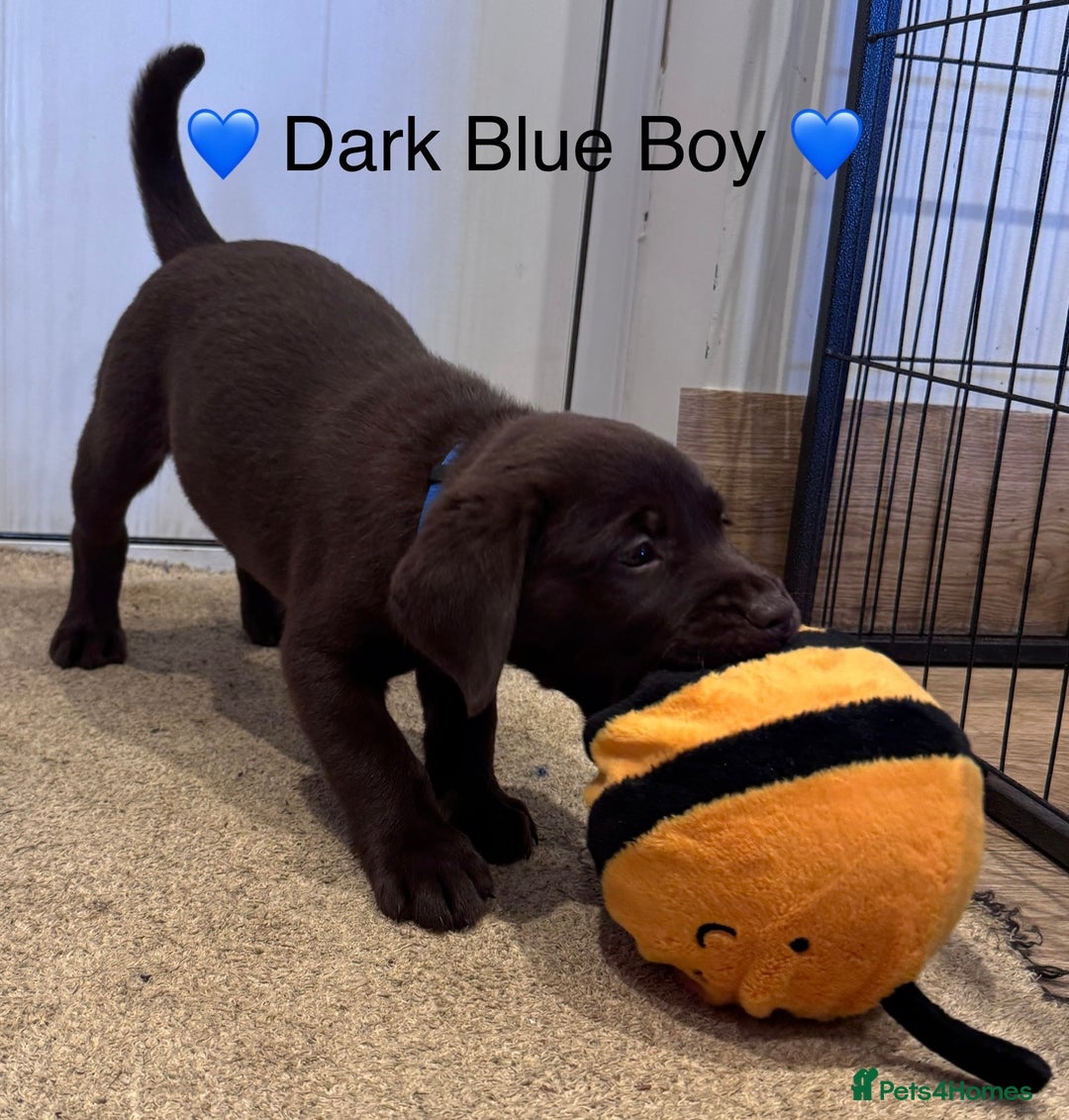 Labrador Retriever dogs for sale: Outstanding Quailty Chocolate Labrador Puppies - Advert 14