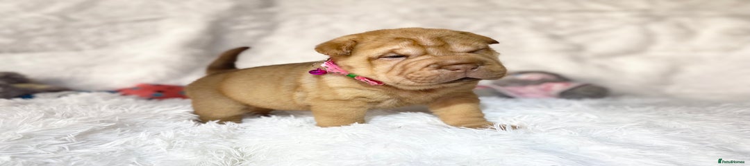Dark Pink Collar: GIRL / Brush Coat - Chocolate Fawn