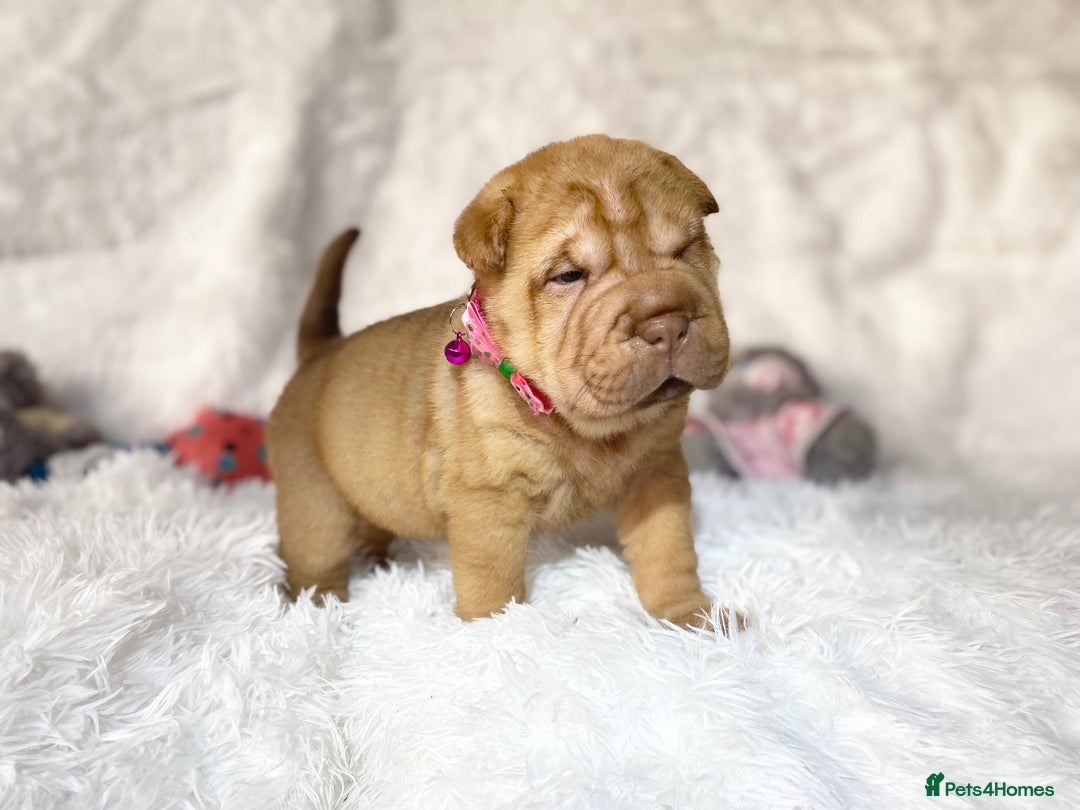 Shar Pei dogs for sale: ⭐️Quality Shar pei puppies for sale⭐️ - Image 11