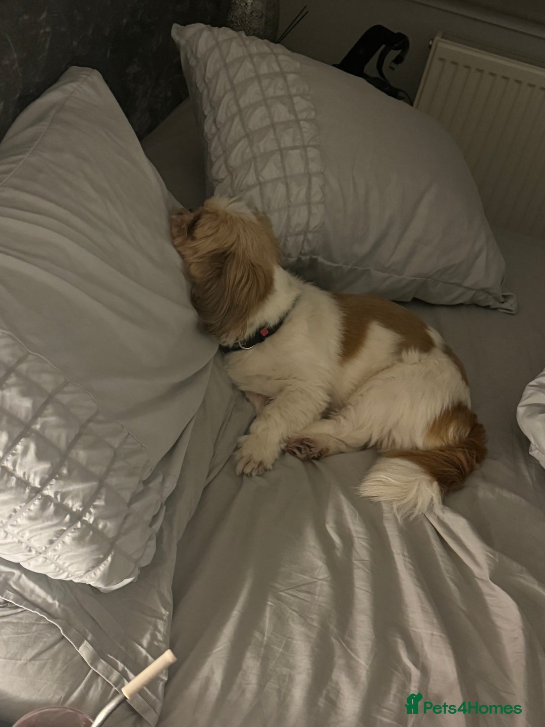 Shih Tzu dogs for sale: 🐾 Sweet Shih Tzu Looking for a Loving Home 🐾 - Image 10