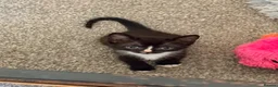 Sphynx cats for sale: LAST FEMALE fluffy half Sphynx kitten - Ready Now  - Advert 10