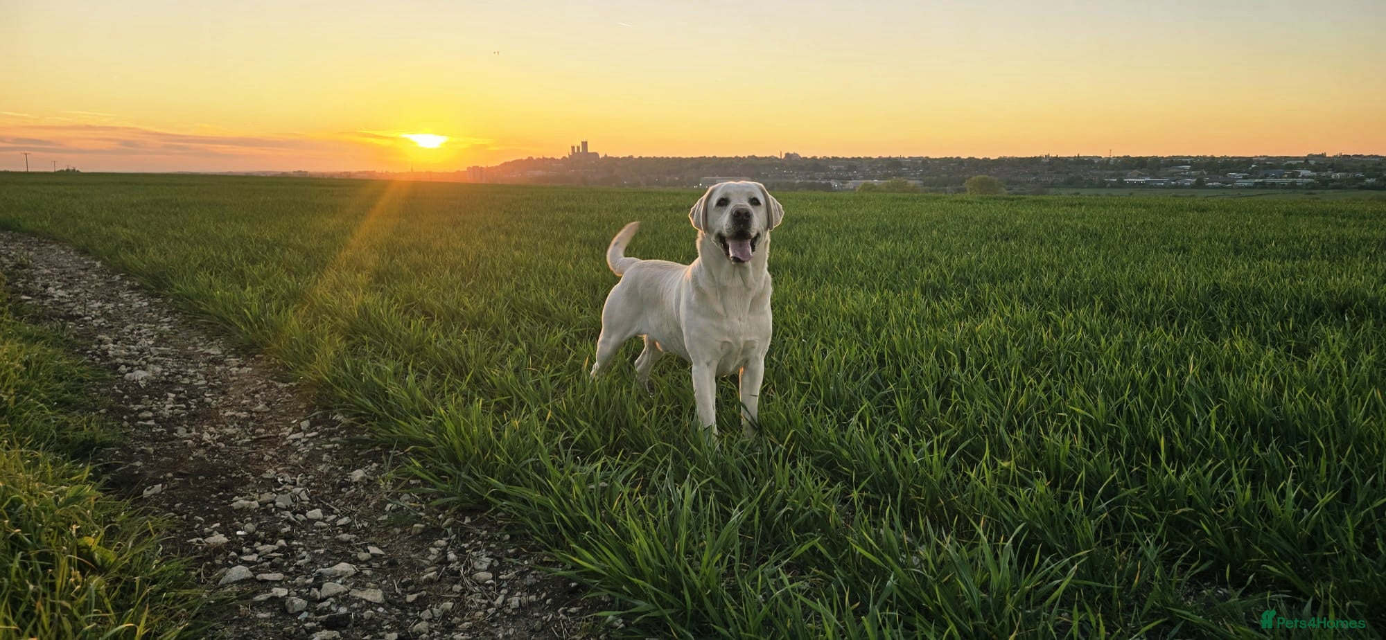 Labrador Retriever dogs White Labrador Stud Lincoln | Proven | 8 Pups - Advert 4
