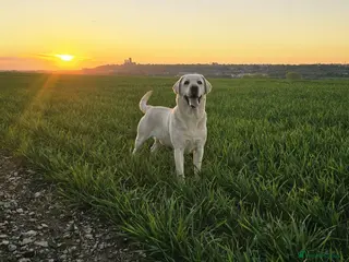 Labrador Retriever dogs White Labrador Stud Lincoln | Proven | 8 Pups - Advert 4