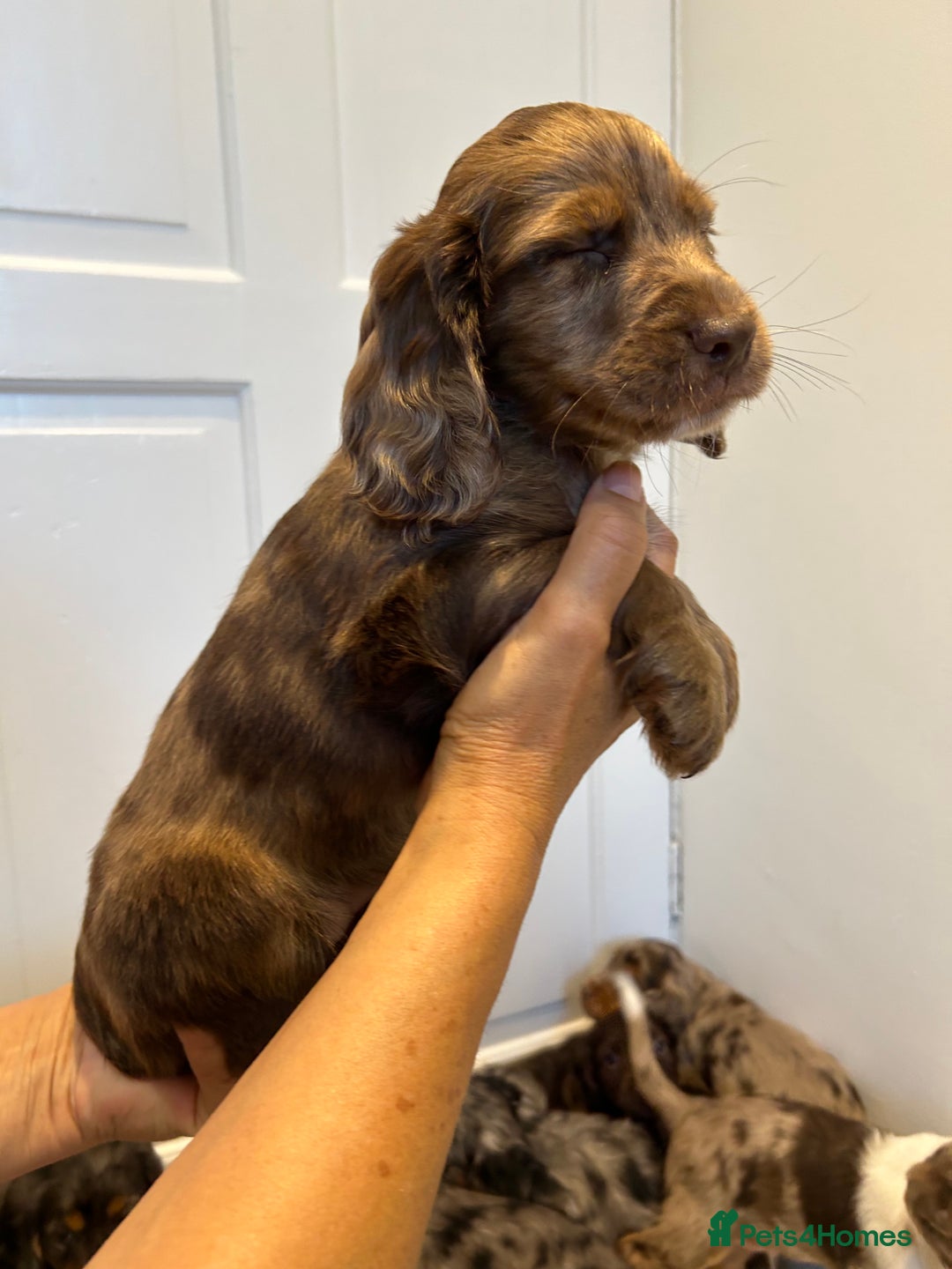 Cocker Spaniel dogs for sale: Super rare and unique show type dna tested Kc reg  - Image 33