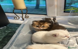British Longhair cats for sale: Stunning British Longhair Kittens Ready to collect - Image 9