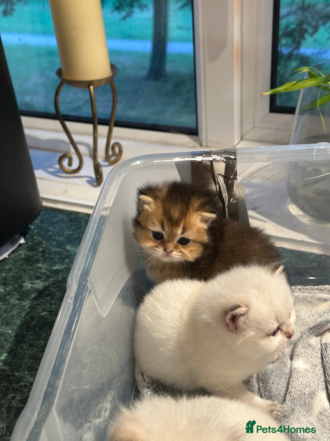 British Longhair cats for sale: Stunning British Longhair Kittens Ready to collect - Image 9