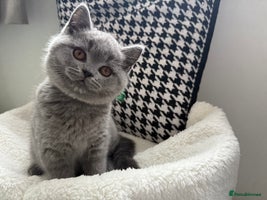 British Shorthair cats Adorable British Shorthair- ❣️LAST boys❣️ - Advert 1
