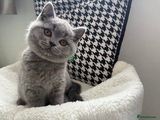 British Shorthair cats Adorable British Shorthair- ❣️LAST boys❣️ - Advert 17