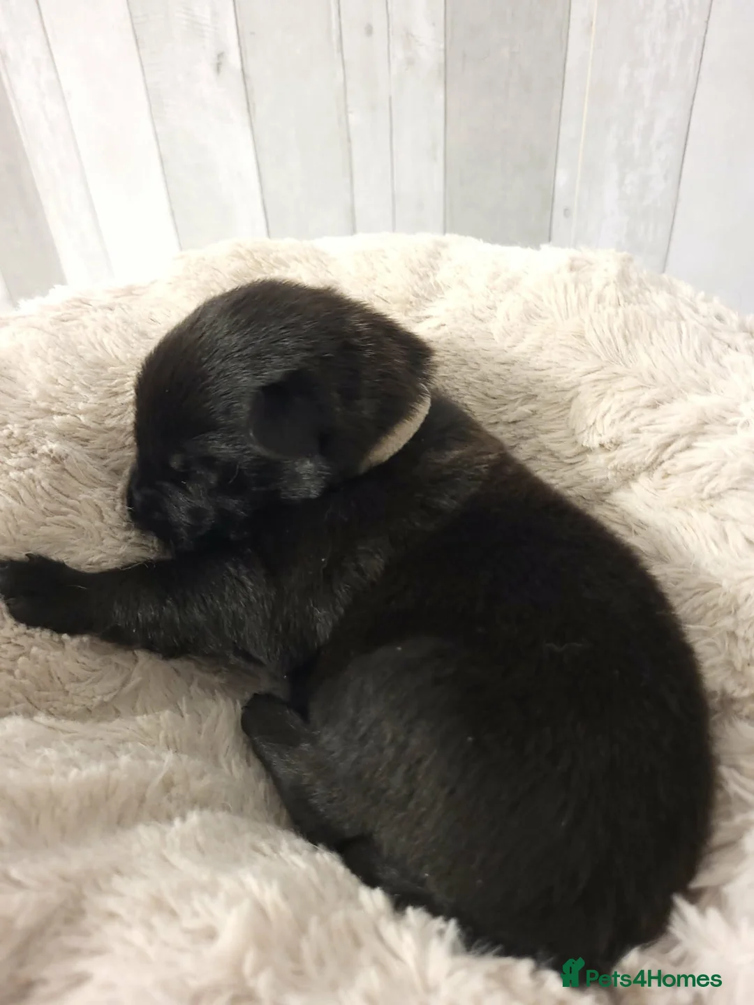 Belgian Shepherd Dog dogs for sale: Top quality Malinois puppies protectioning line - Advert 6