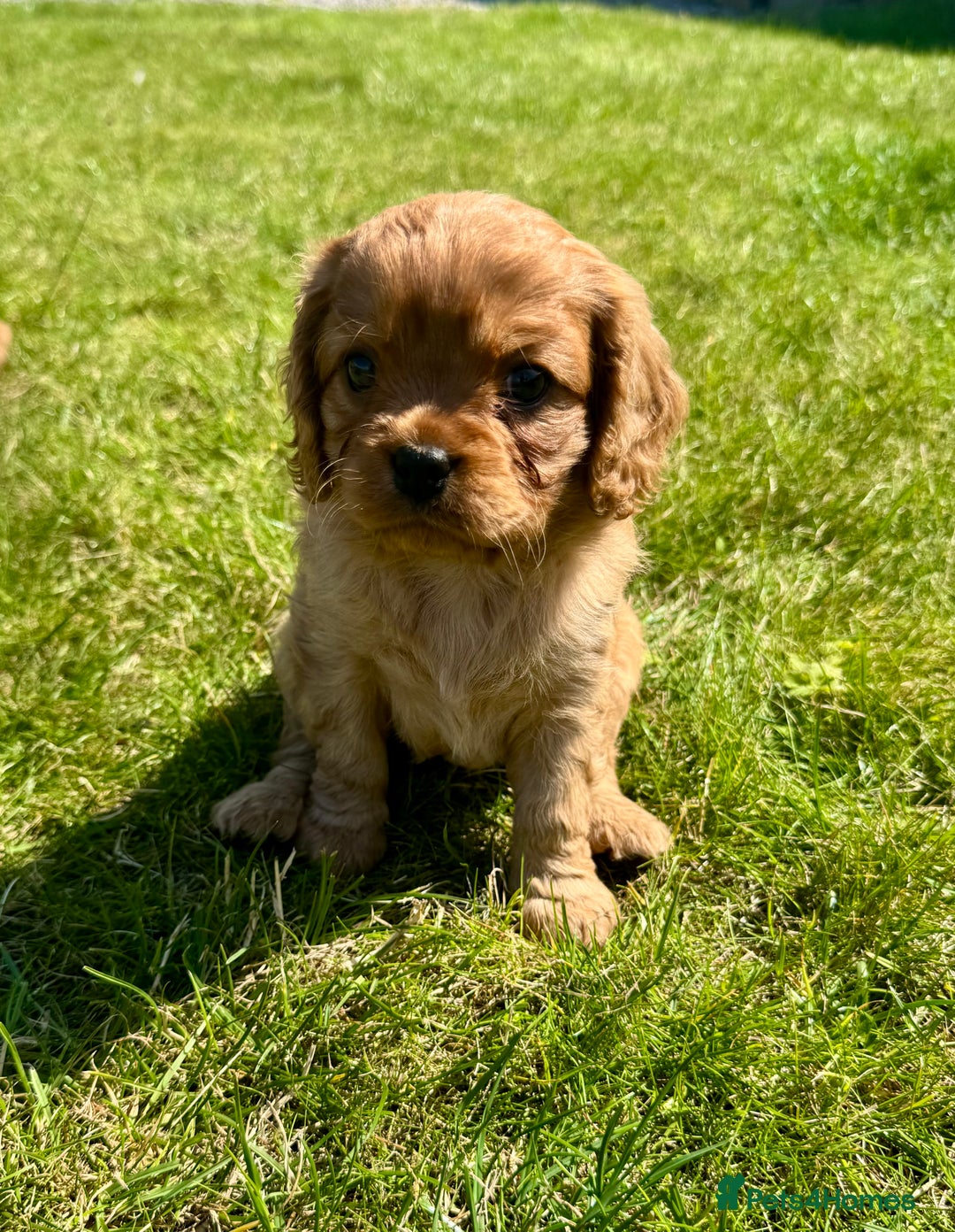 Cavalier King Charles Spaniel dogs for sale: Stunning cavalier King Charles spaniel puppies. - Image 5