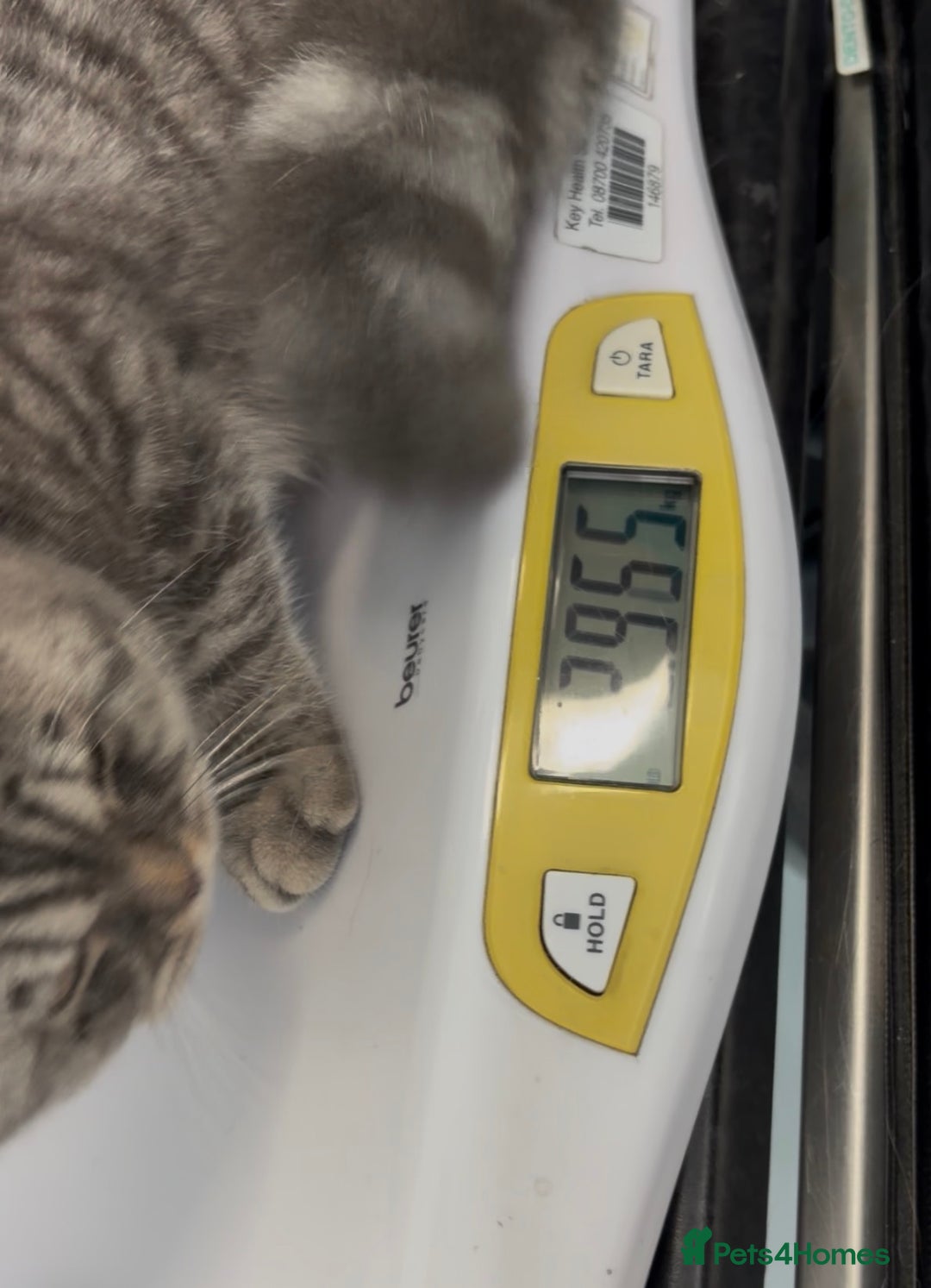 British Shorthair cats for sale: 3 Kittens•Full Pedigree•Champions bloodline•GCCF - Advert 12