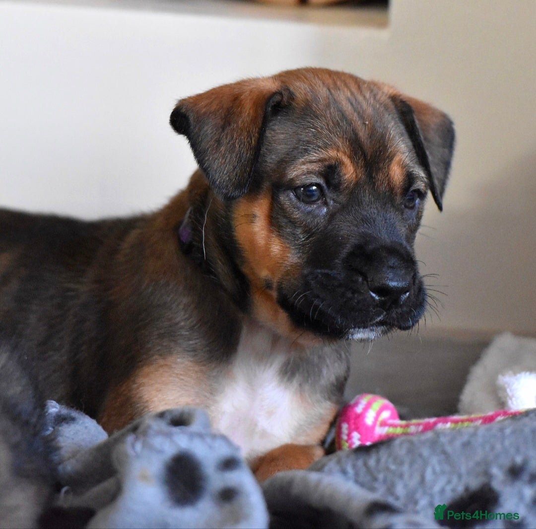 Mixed Breed dogs for sale: Bullherders top working lines  - Advert 1