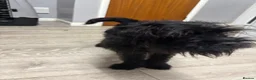 Pugapoo dogs for sale: Teddie the pugapoo in Spalding - Advert 17