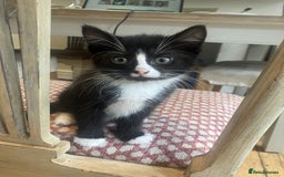 Mixed Breed cats for sale: Two male kittens looking for a loving home - Image 3