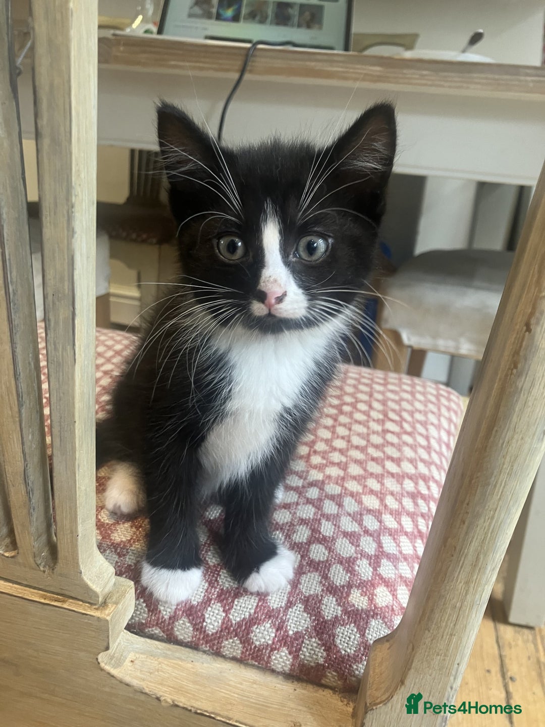 Mixed Breed cats for sale: Two male kittens looking for a loving home - Image 3