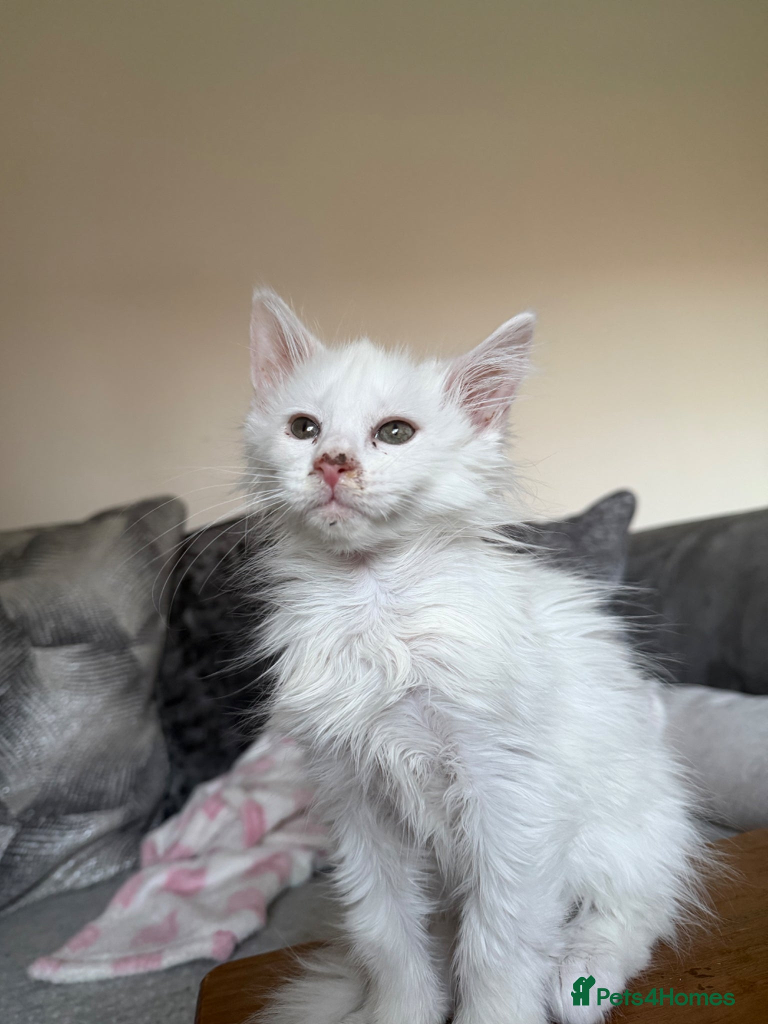 Maine Coon cats Ready to leave pedigree white male kittens - Advert 2