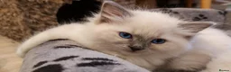 Ragdoll cats for sale: RAGDOLL BOY BLUE POINT BLUE EYES  - Advert 7