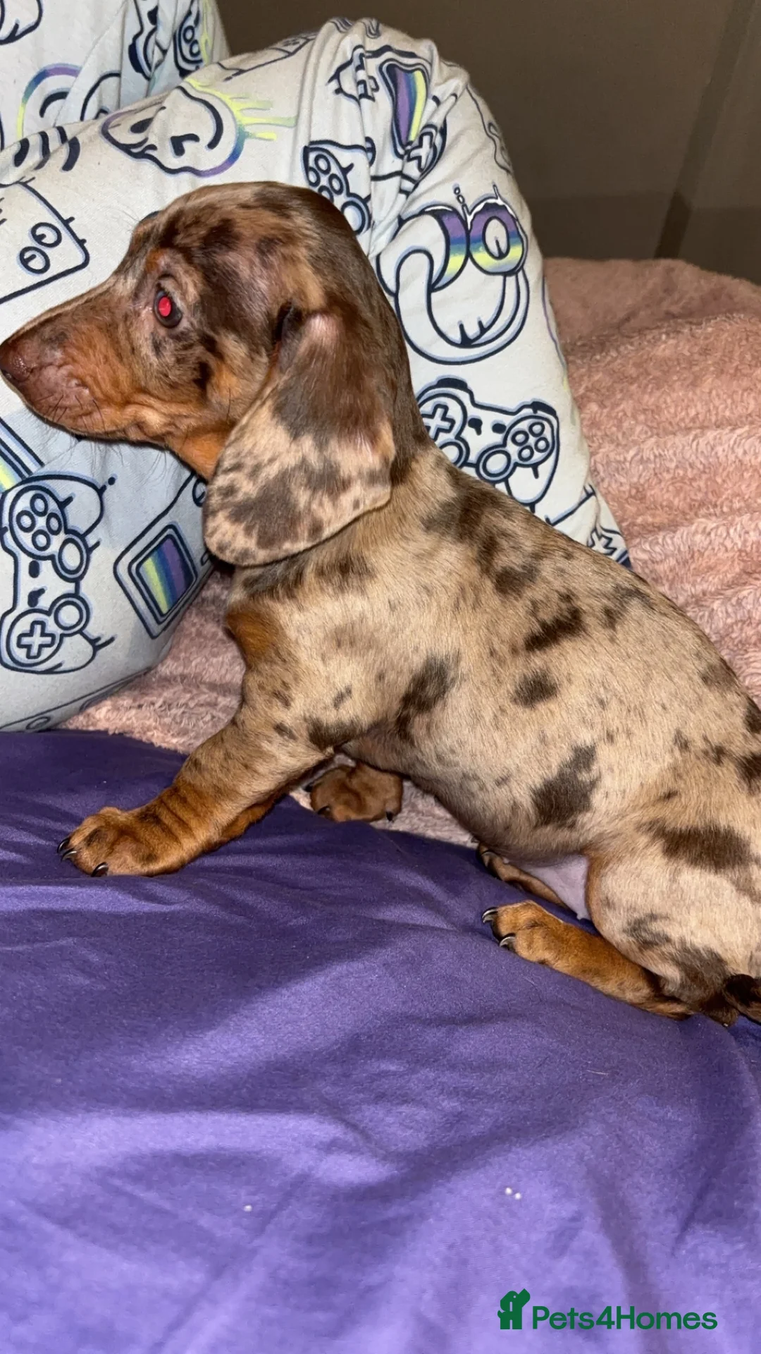 Miniature Dachshund dogs for sale: Beautiful mini dachshund girl  - Advert 5