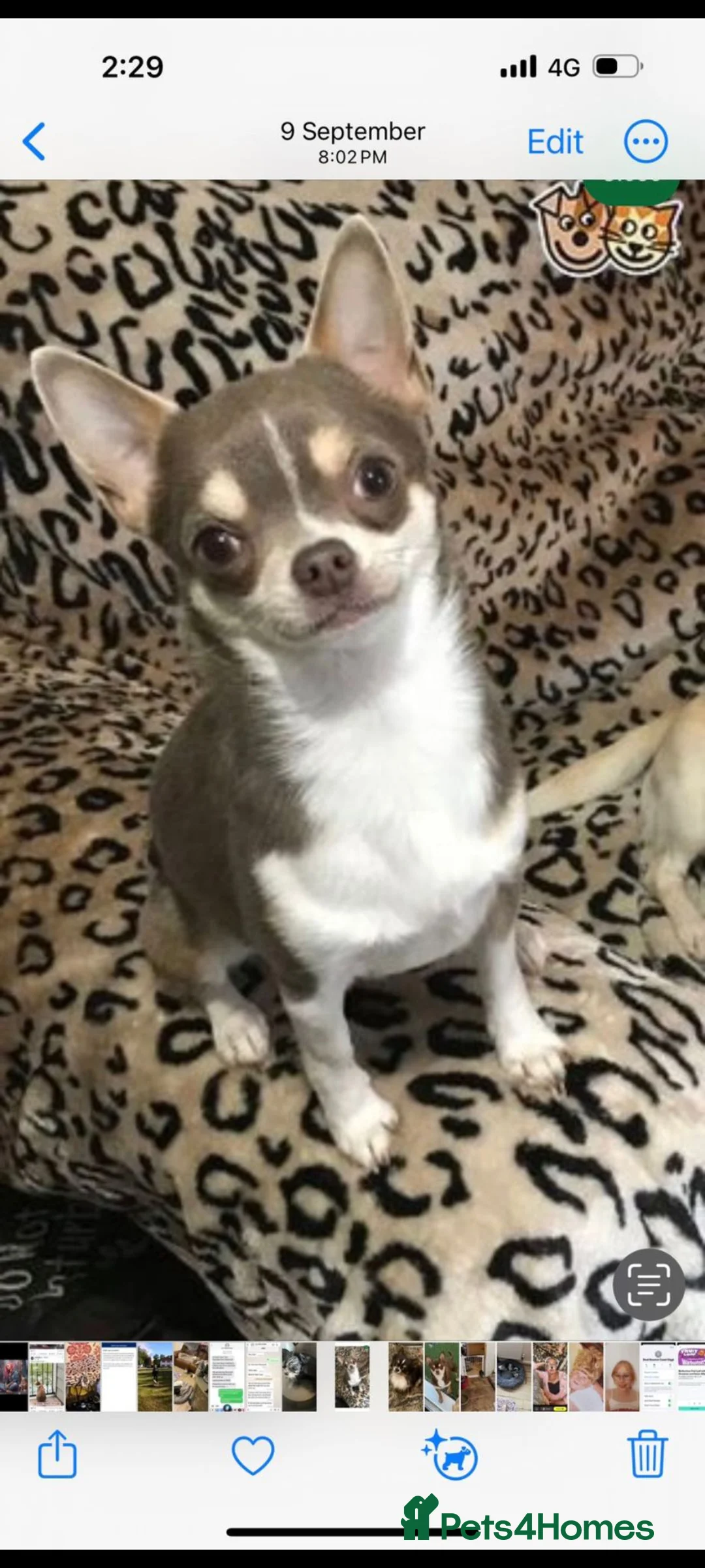 Chihuahua dogs for sale: Kc puppies 2 girl 1 boy - Advert 2