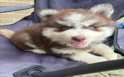 Pomsky dogs for sale: Champion bloodline f4 pomskys - Image 20