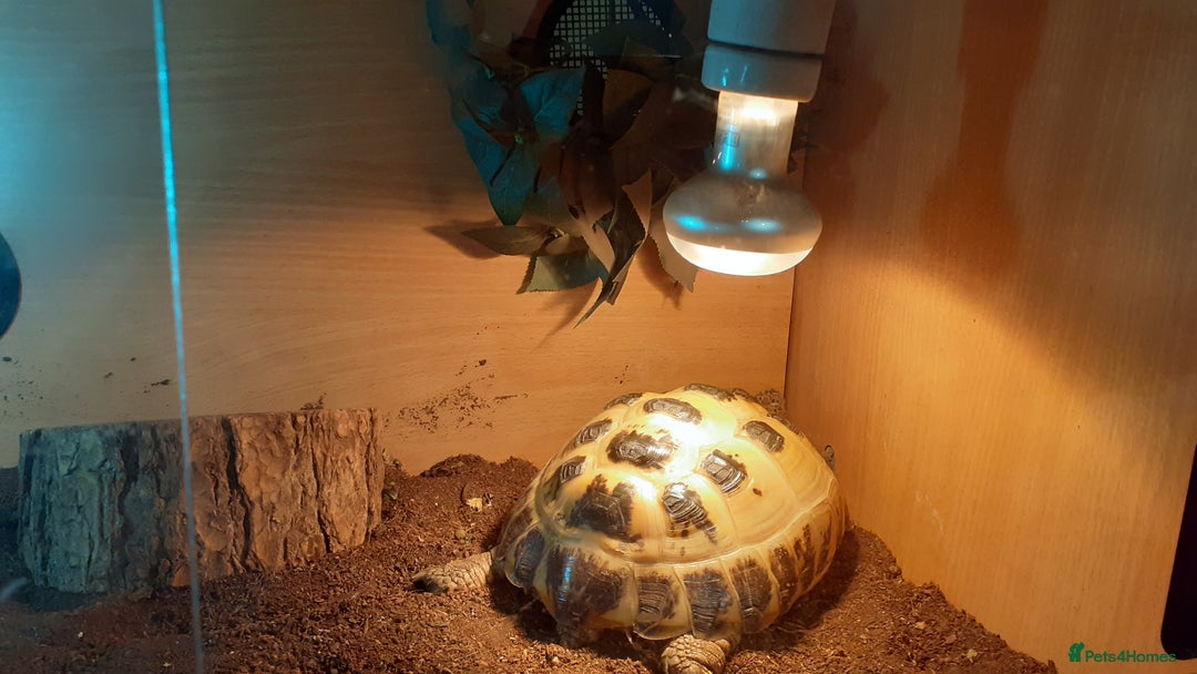 Tortoise reptiles for sale: Good loving home needed for my Horsefield tortoise - Advert 2