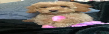 Cockapoo 3