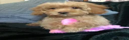 Cockapoo dogs for sale: cockapoo puppies for sale  - Advert 21