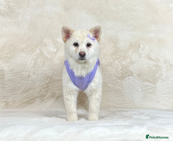 Mixed Breed dogs Beautiful Platinum female chowsky puppy for sale - Advert 1