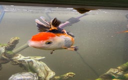 Goldfish fish for sale: Oranda goldfish  - Image 12