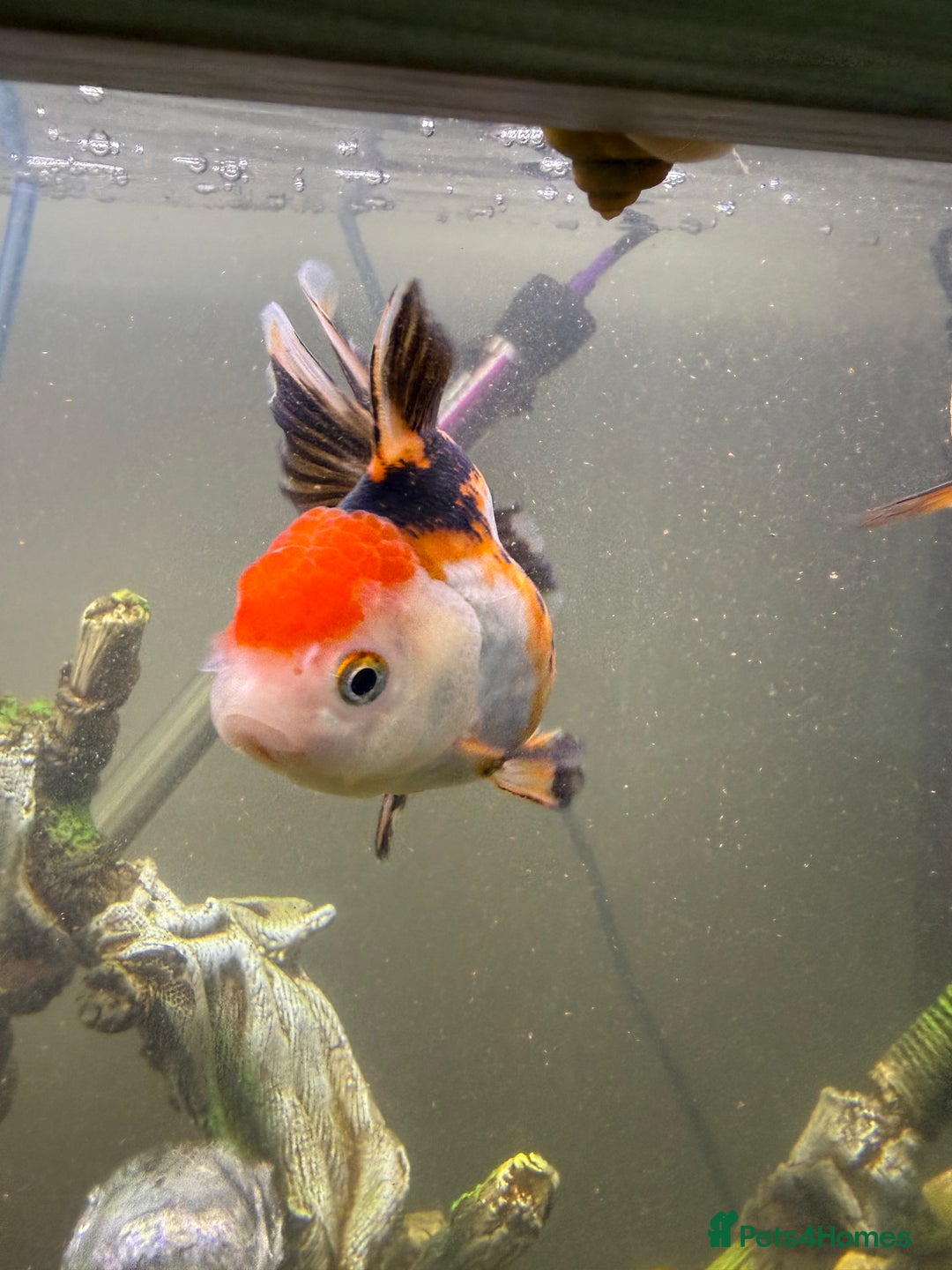 Goldfish fish for sale: Oranda goldfish  - Image 12